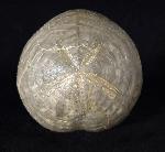 Micraster brevis DESOR in AGASSIZ & DESOR 1847 - Bild © FossNet FossilienStore